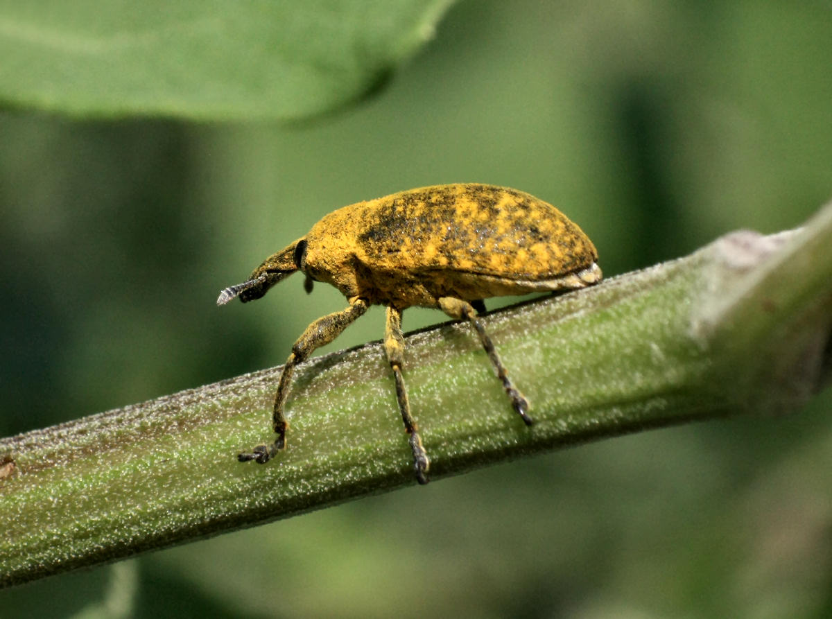 Lixus bardanae ?? no. Larinus sp.